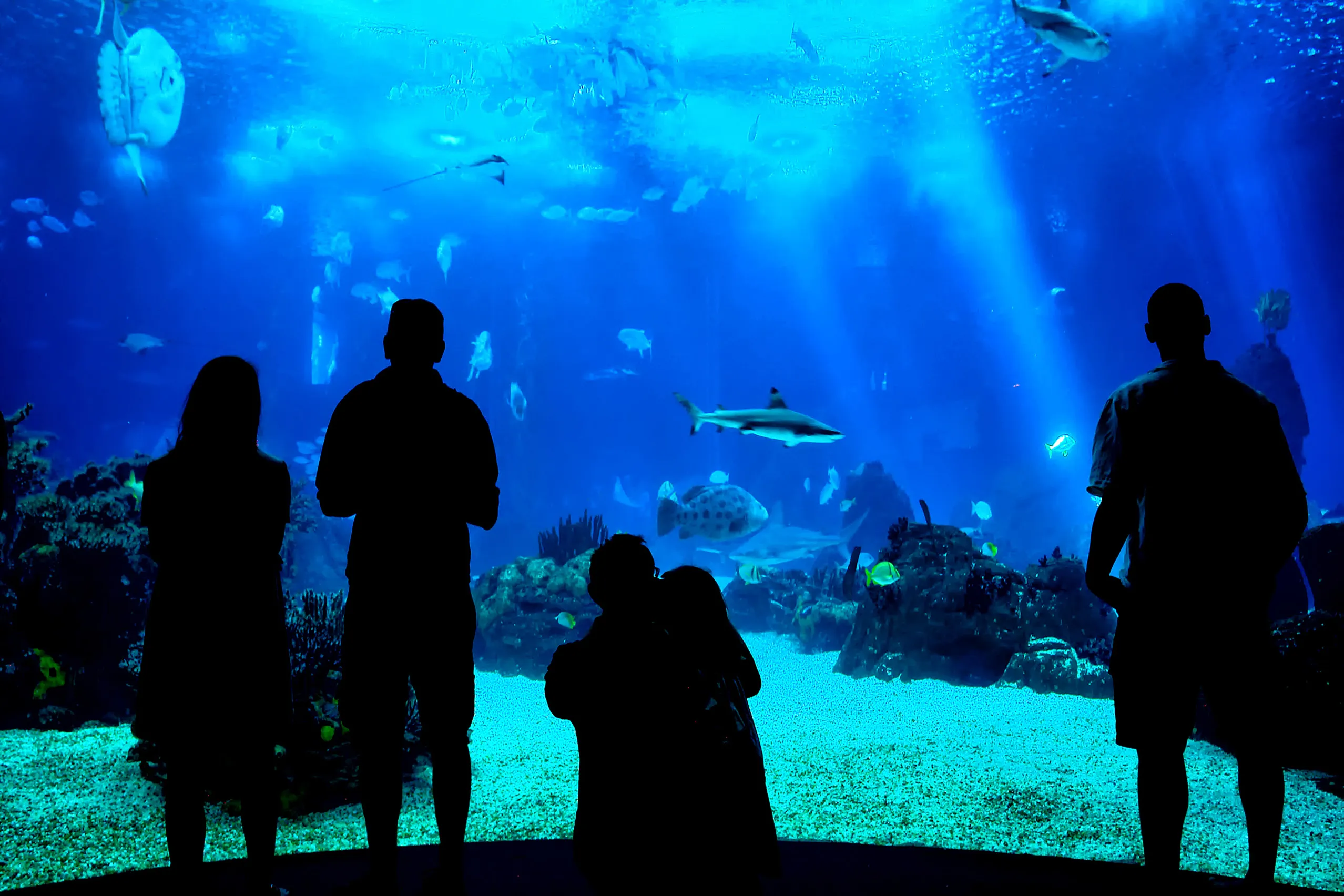 Besucher als Silhouetten vor einer großen Aquarienscheibe im Palma Aquarium, dahinter blaues Wasser, Korallen und Fische, darunter ein Hai.

