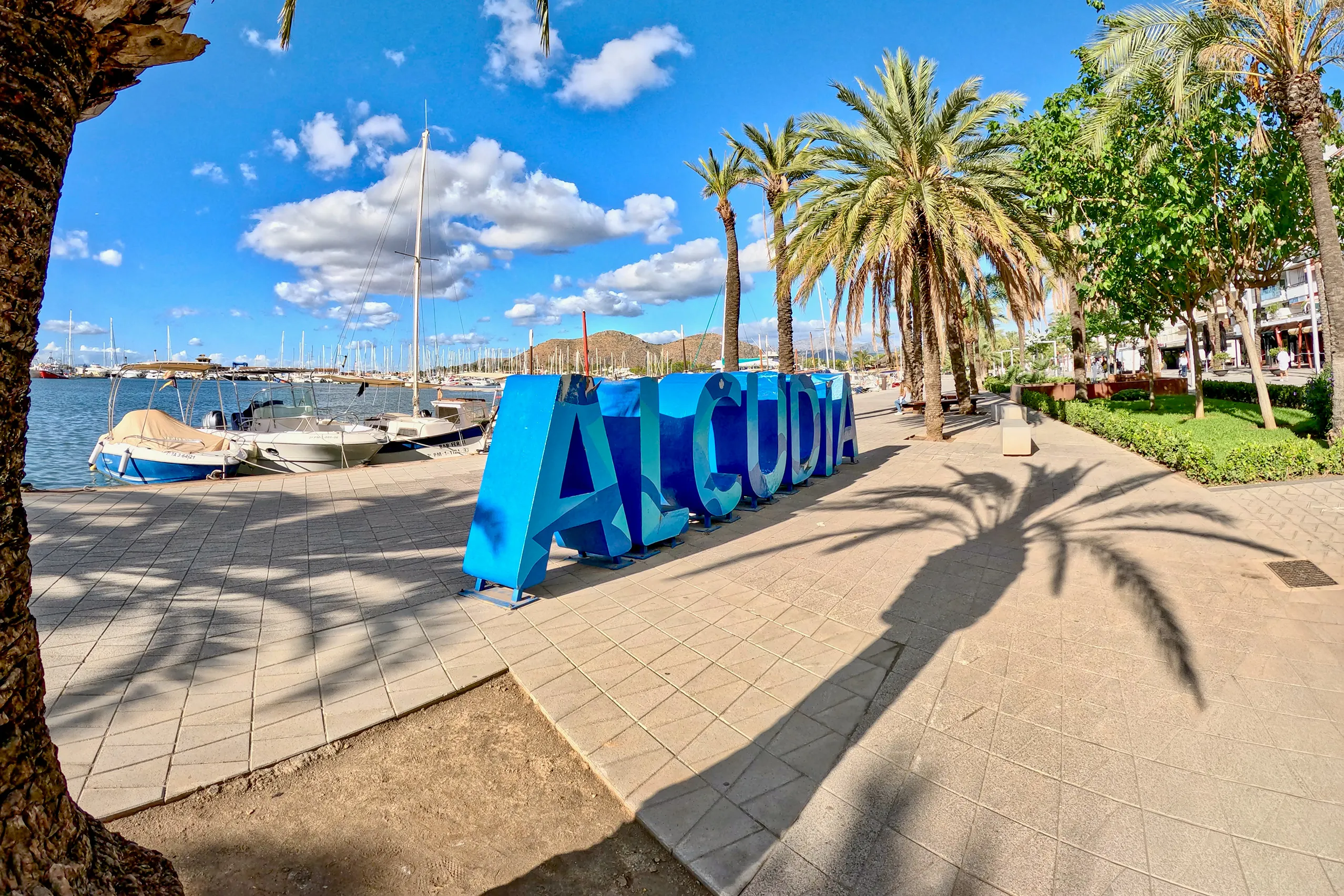 Blauer ALCUDIA-Schriftzug als überlebensgroße Buchstabenskulptur auf der gepflasterten Hafenpromenade von Port d'Alcúdia, links Motorboote und Segelmasten im Jachthafen, rechts eine Reihe hoher Dattelpalmen.
