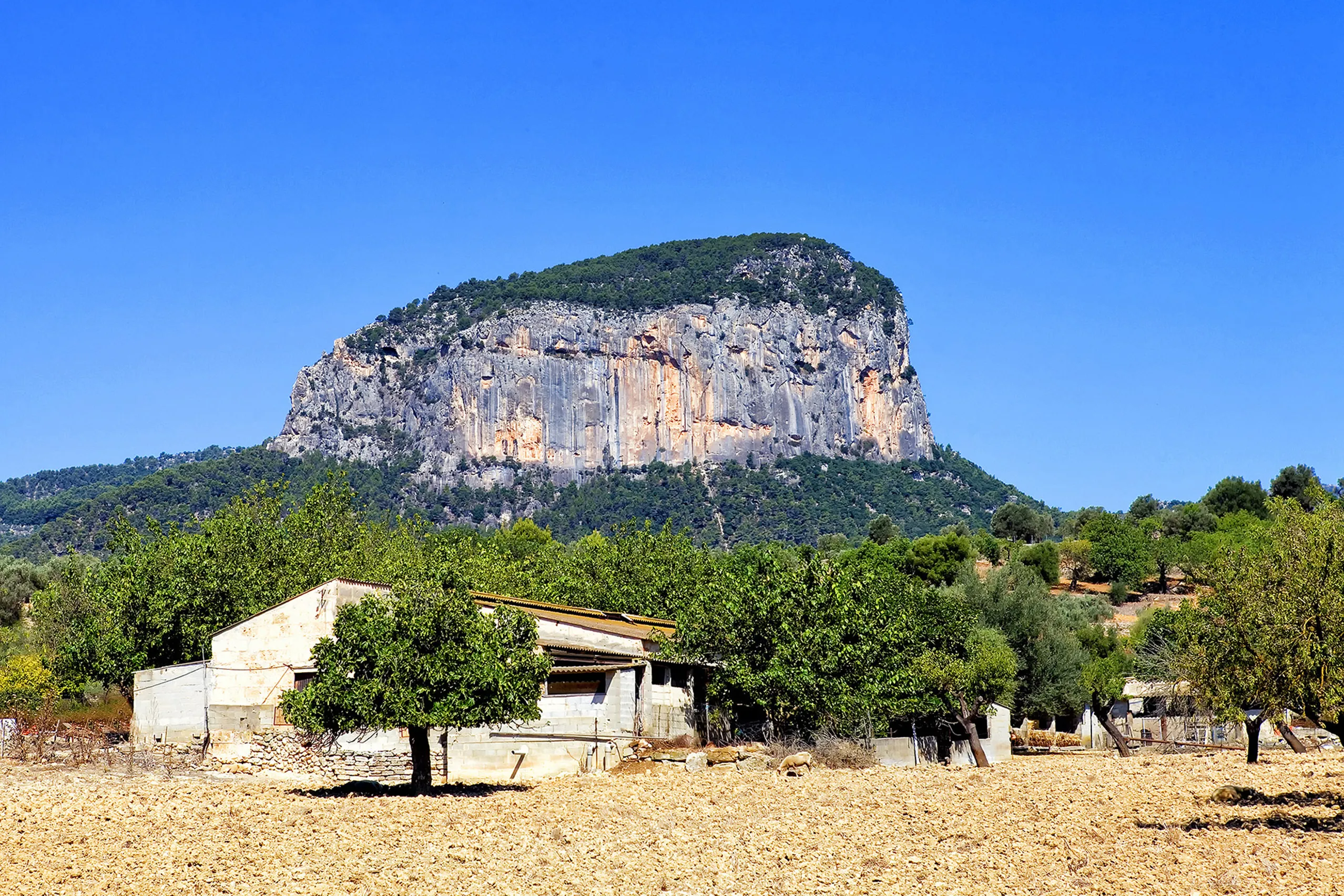 Der Tafelberg Puig d'Alaró mit senkrechten hellen Felswänden über bewaldeten Hängen, im Vordergrund ein Feld mit einem Steinhaus und einzelnen Bäumen.
