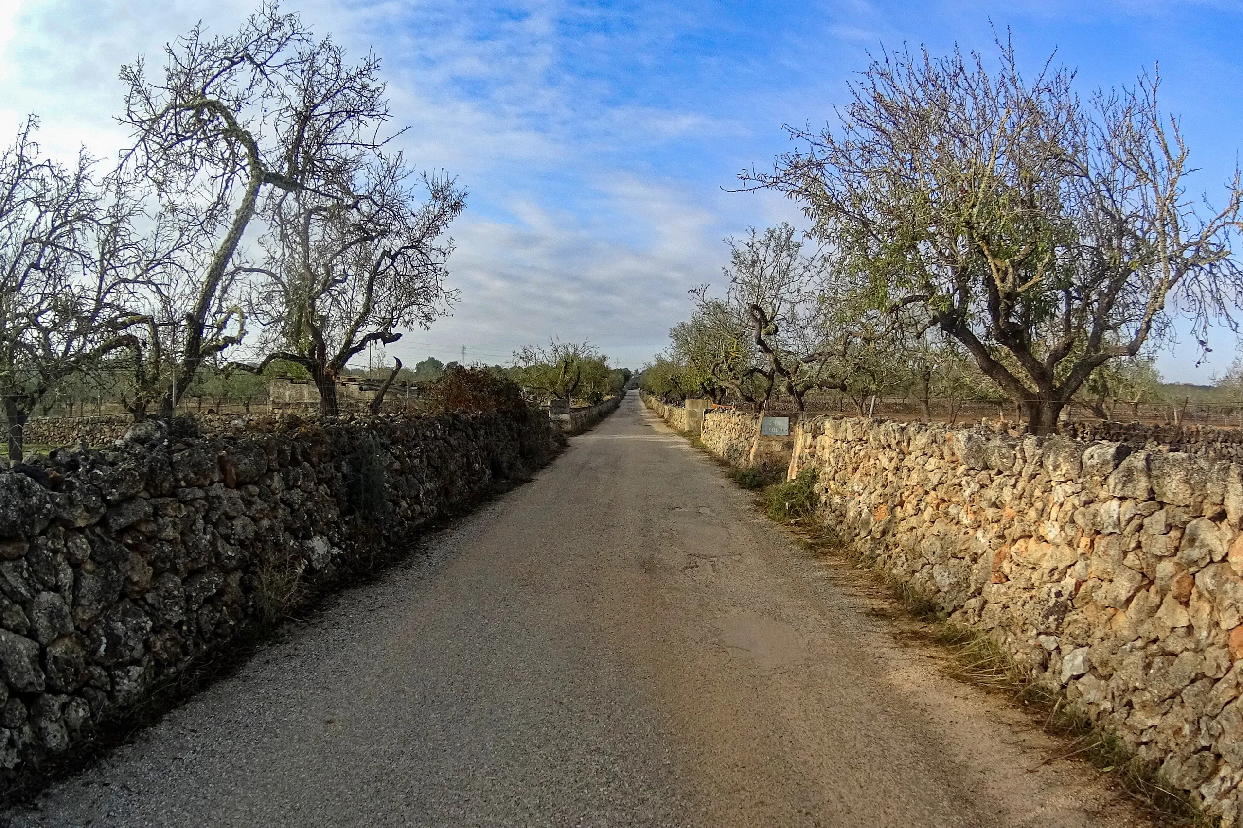 Eine schmale, gerade Landstraße im Pla de Mallorca verläuft zwischen zwei Trockenmauern aus Naturstein, dahinter kahle Mandelbäume unter blauem Himmel mit Schleierwolken.
