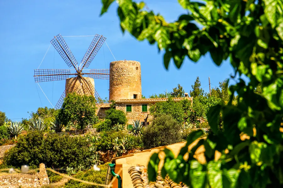 Steinerne Windmühle mit vollständigem Flügelkreuz auf einer Anhöhe über Andratx, im Vordergrund die Blätter eines Zitrusbaums.