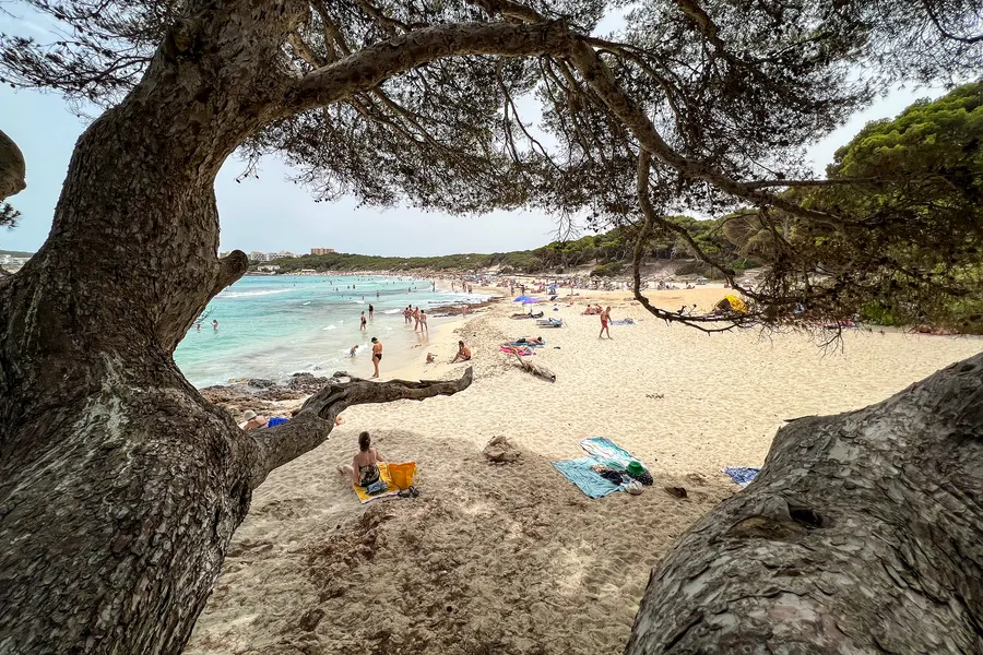 Blick unter dem knorrigen Stamm einer alten Kiefer hindurch auf den Strand der Cala Agulla mit Badegästen und türkisfarbenem Wasser.