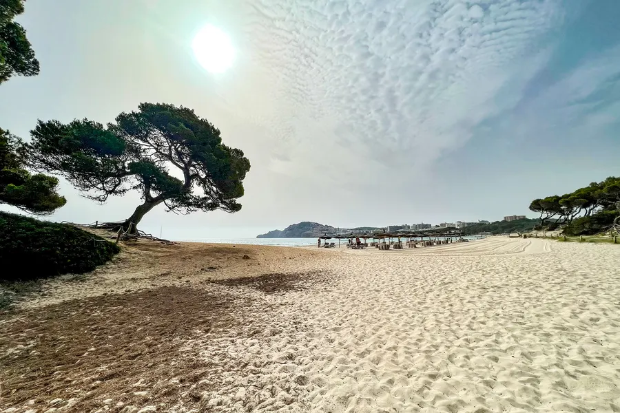 Leerer Strand der Cala Agulla am frühen Morgen mit tief stehender Sonne hinter einer breit gewachsenen Kiefer, im Sand noch keine Liegen.