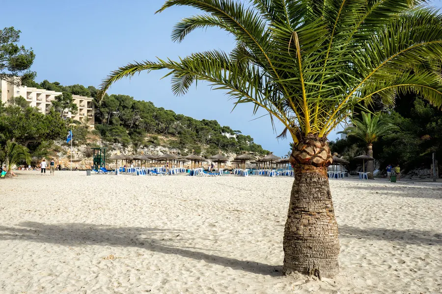 Heller Sandstrand der Cala Santanyí mit einer einzelnen Palme im Vordergrund, dahinter Sonnenliegen und ein Hotelbau zwischen Kiefern.

