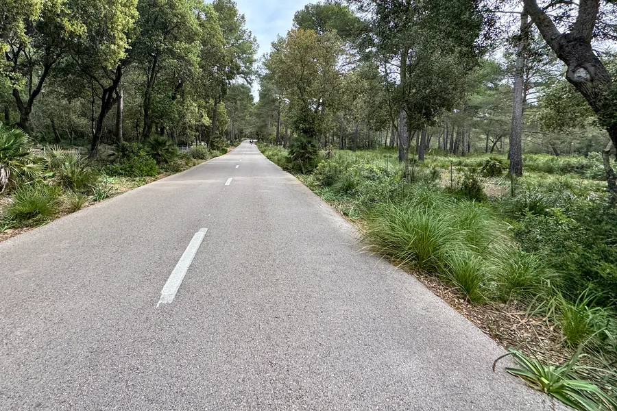 Gerade Straße durch lichten Kiefern- und Steineichenwald hinter der Platja de Formentor, beidseitig dichtes Grün.
