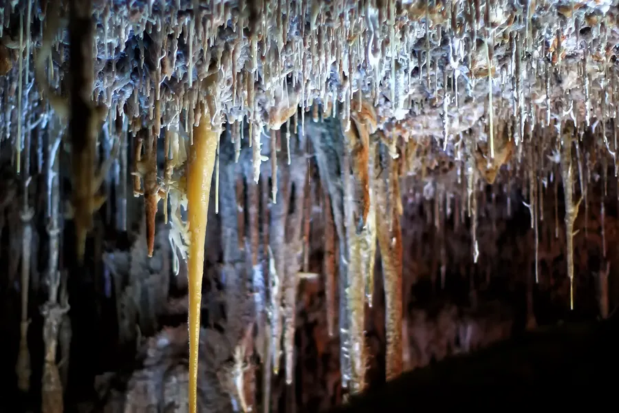 Nahaufnahme der hakenförmig gebogenen weißen Tropfsteine in den Coves dels Hams vor dunklem Hintergrund.