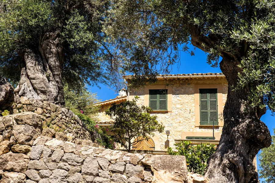 Alter knorriger Olivenbaum vor einem Steinhaus in Deià, dahinter Trockenmauern und der bewaldete Hang.
