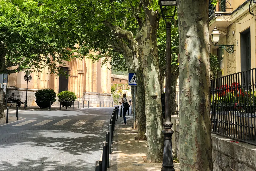 Blick durch die Platanen an der Hauptachse von Esporles auf die Kirche und die Straße mit Laternen und parkenden Autos.
