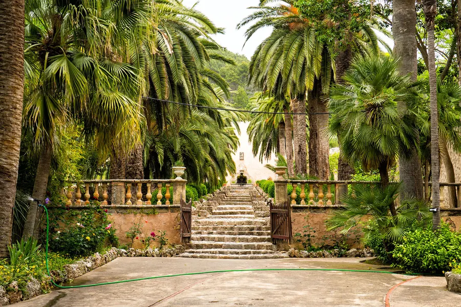 Hoher Palmenhain in den Jardins d'Alfàbia mit einer breiten Steintreppe und Balustraden, die zwischen den Stämmen bergauf führt.