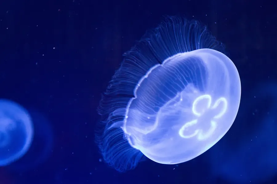 Eine hell leuchtende Ohrenqualle vor tiefblauem Hintergrund in einem Becken des Palma Aquarium.
