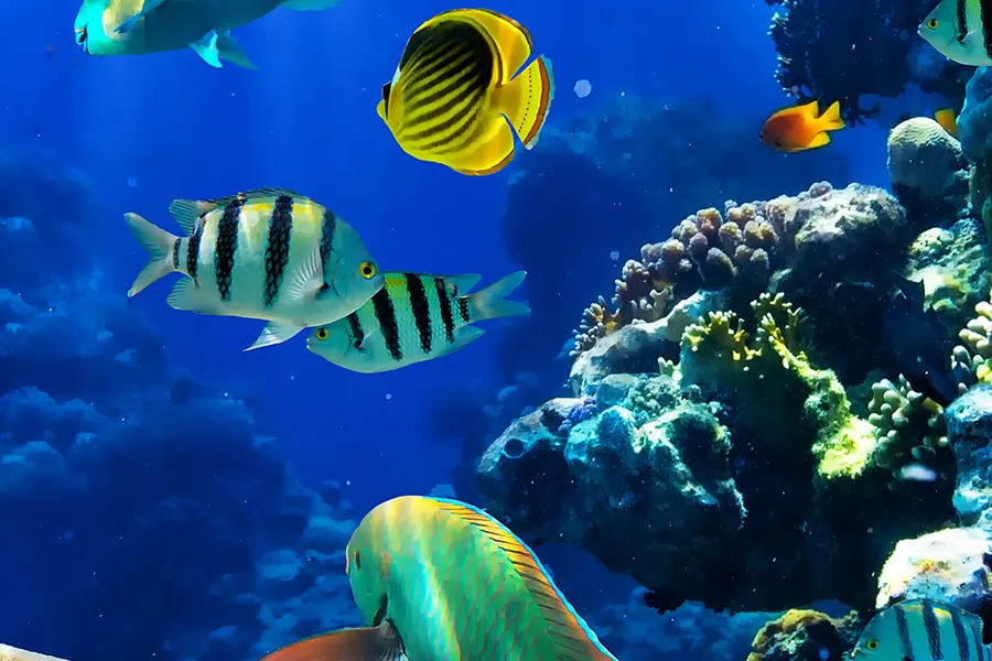 Buntes Riffbecken im Palma Aquarium mit Korallen und tropischen Fischen in Gelb, Blau und Grün.
