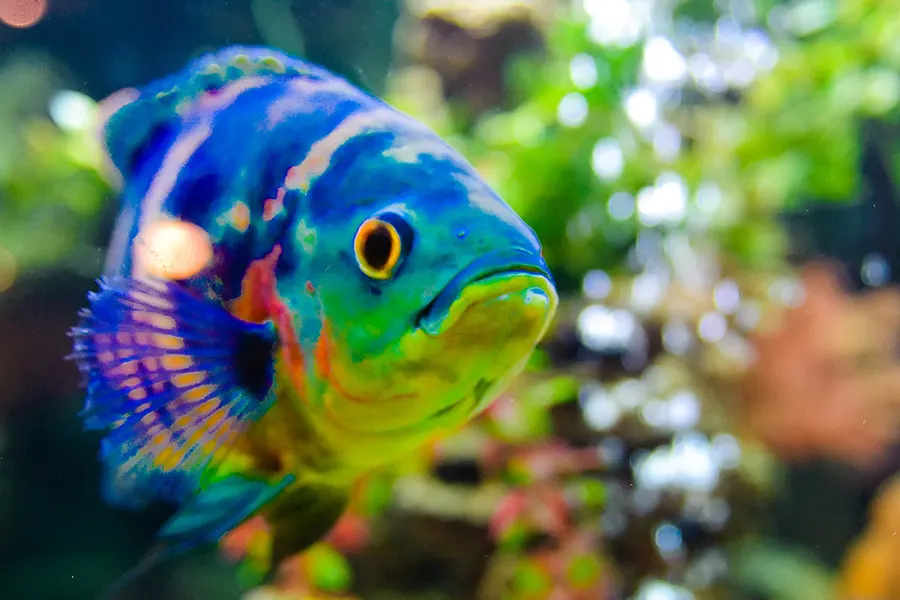 Nahaufnahme eines bunt gemusterten Fisches mit blauen und gelben Flossen vor unscharfem Riffhintergrund.