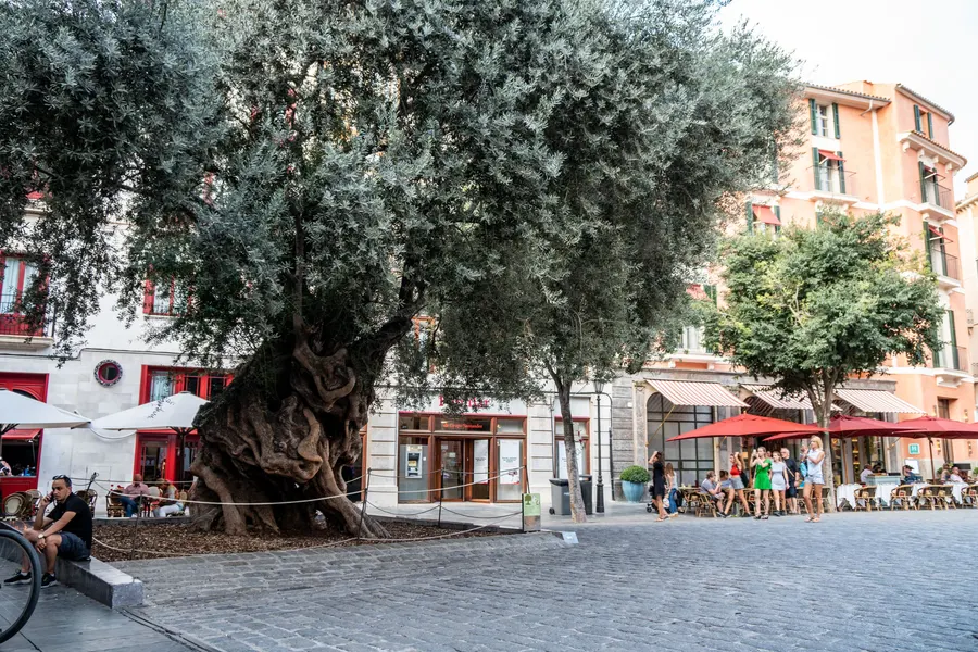 Der alte Olivenbaum Olivera de Cort auf der Plaça de Cort in Palma, dahinter Häuser und die Sonnenschirme eines Cafés.