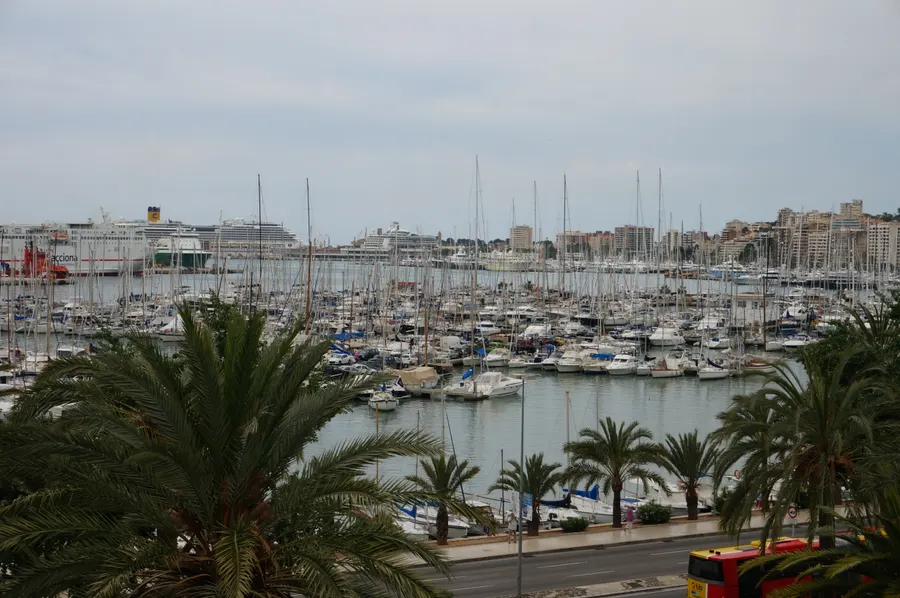 Blick von Es Jonquet über Palmen hinweg auf den Yachthafen von Palma mit dicht liegenden Segelbooten, dahinter die Stadt.