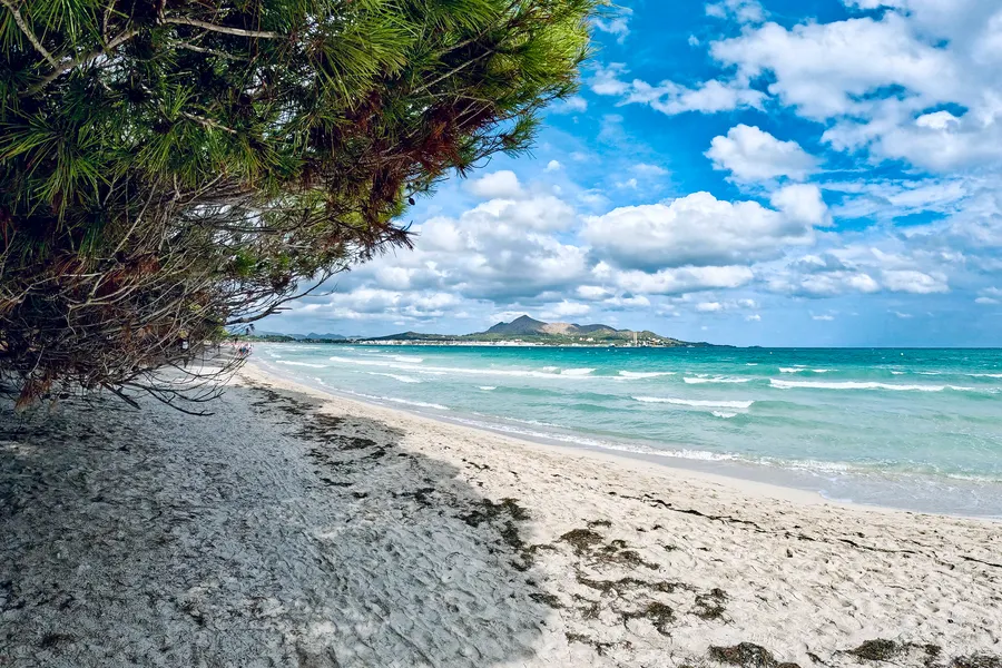 Ausladende Kiefer am Rand des Sandstrands, dahinter türkis und blau gestreiftes Wasser mit auslaufenden Wellen, am Horizont die bewaldete Halbinsel und die Bergkuppe von Alcanada unter Quellwolken.