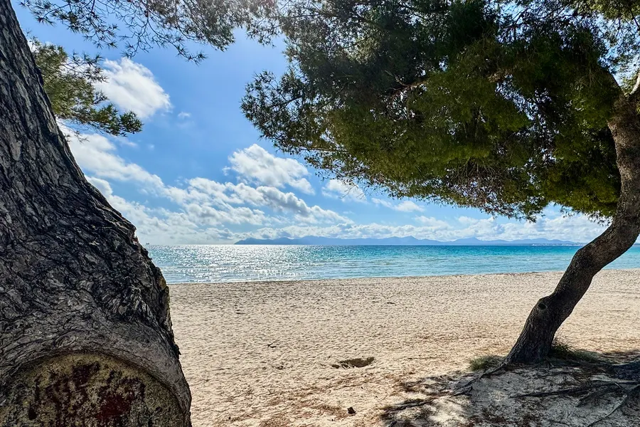 Zwei schräg gewachsene Kiefernstämme rahmen den Blick auf leeren hellen Sand und das in der Sonne glitzernde, ruhige Meer; am Horizont die Bergsilhouette der Gegenseite.