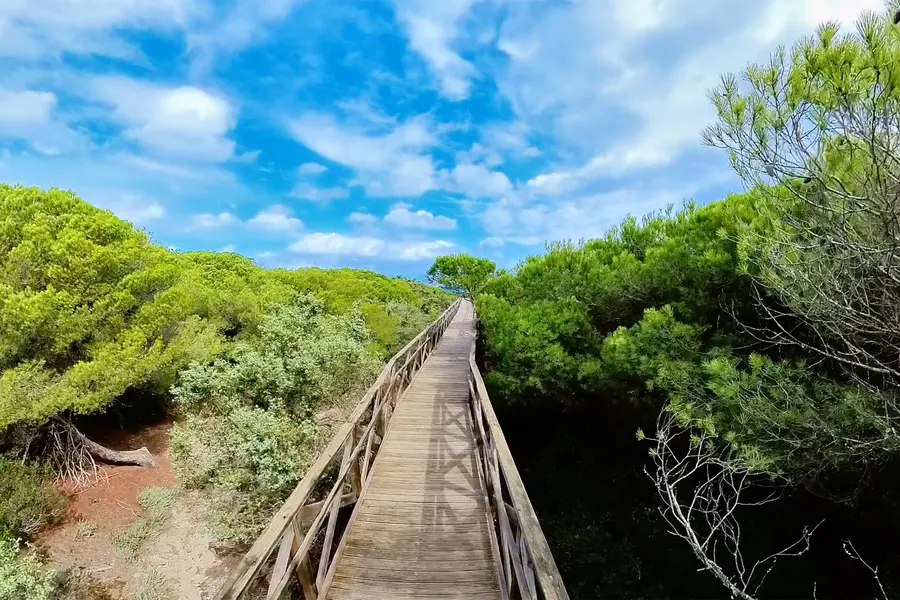Erhöhter Holzsteg zieht sich schnurgerade durch dichtes, hellgrünes Kiefern- und Buschwerk von Es Comú de Muro, im Hintergrund eine Schirmkiefer und blauer Himmel mit weißen Wolken.