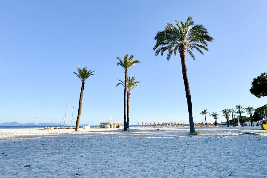 Drei hohe Dattelpalmen auf leerem, frisch geglättetem Sandstrand am frühen Morgen, im Hintergrund geschlossene Strohschirme und das ruhige Wasser der Bucht.