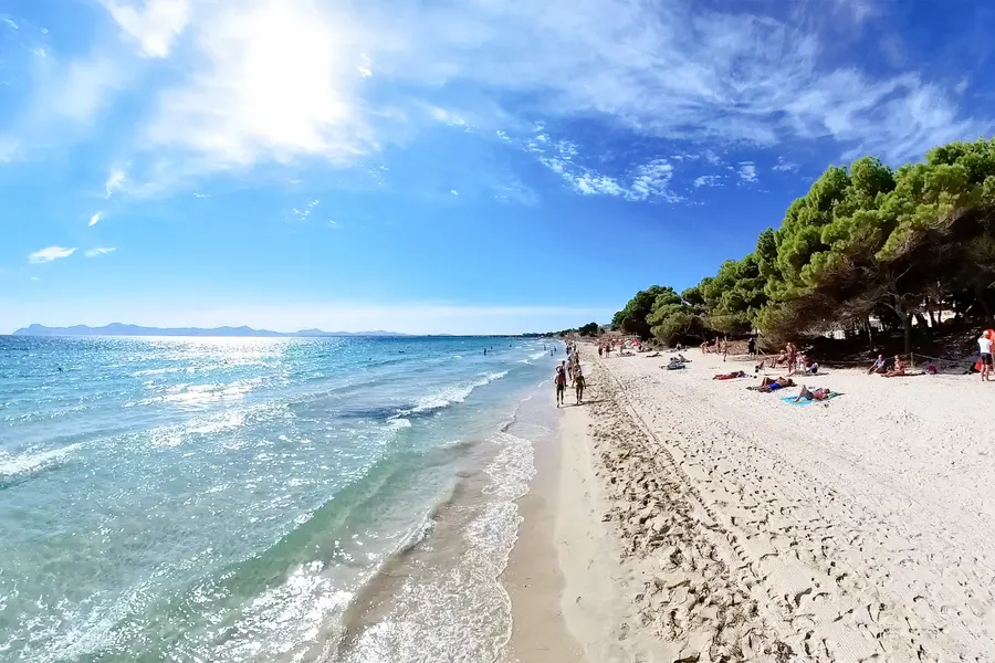 Auslaufende Welle am flachen Sandstrand von Port d'Alcúdia, entlang der Wasserlinie gehen Menschen, rechts wachsen Kiefern bis fast an den Sand.
