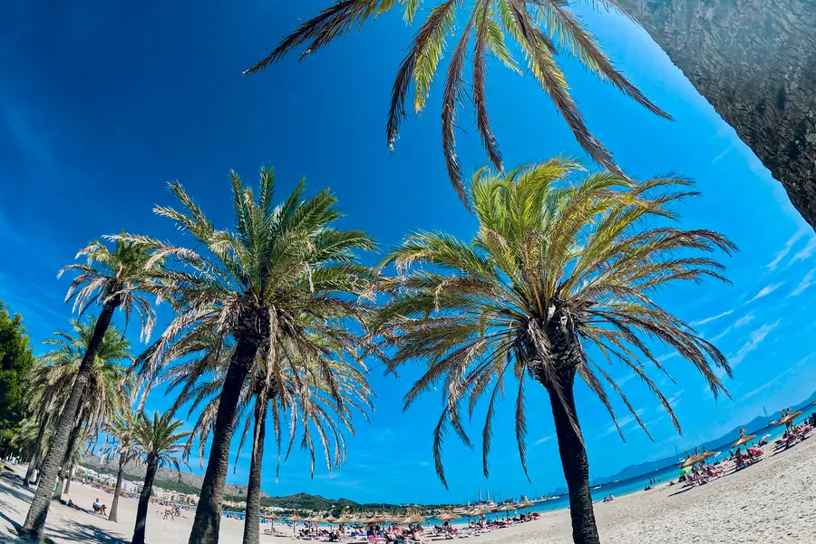 Reihe hoher Palmen am Rand des Strands von Port d'Alcúdia, von unten gegen den blauen Himmel fotografiert, darunter Sonnenschirme und Badegäste.
