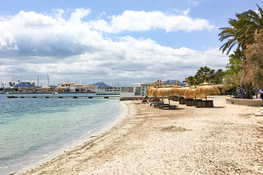 Sandstrand von Port de Pollença mit einer Reihe Schilfsonnenschirme und Liegen, links das flache türkisfarbene Wasser, rechts Palmen an der Promenade.