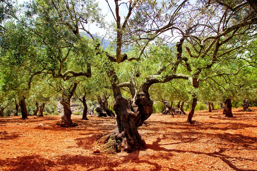 Olivenhain am Fuß des Puig de Randa mit alten Bäumen auf rotem Boden, dahinter die bewaldeten Hänge des Berges.

