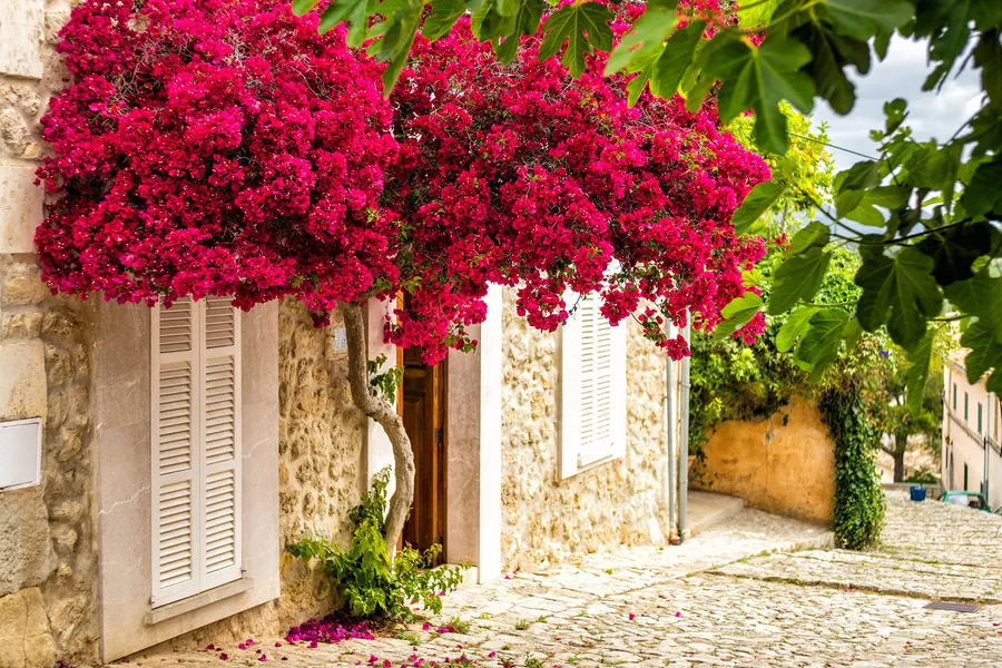 Gepflasterte Gasse in Selva mit einem Haus mit weißen Fensterläden, über das sich ein dichtes Dach aus pinkfarbener Bougainvillea legt.
