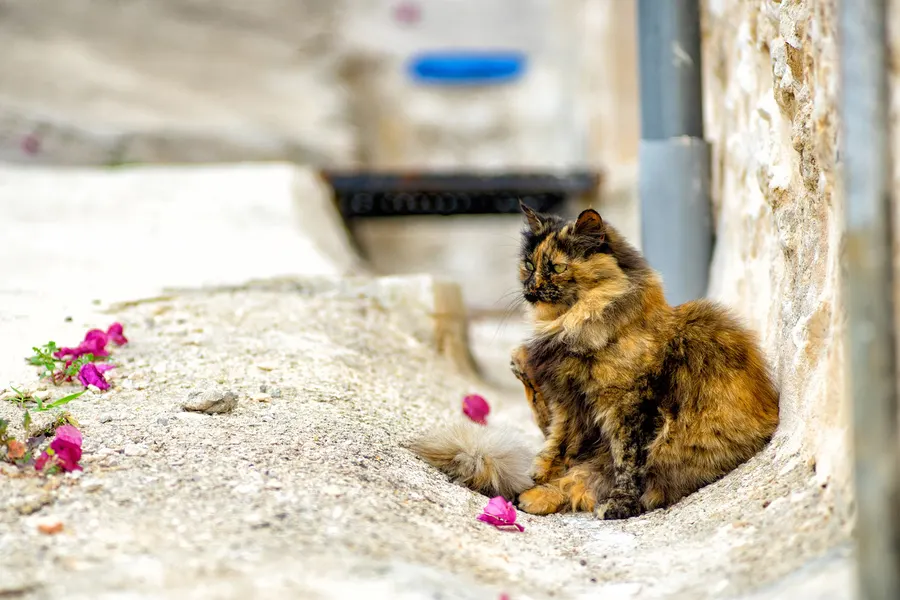 Langhaarige Katze, die in einer sonnigen Mauernische in Selva sitzt, ringsum abgefallene Blütenblätter der Bougainvillea.
