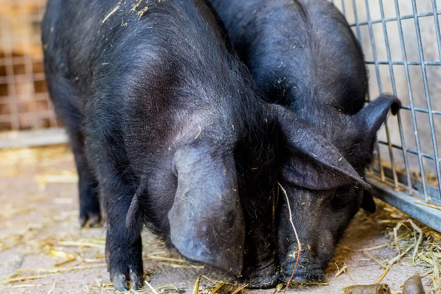 Zwei schwarze mallorquinische Schweine in einem Gatter aus Metallgittern auf Stroh, auf dem Viehmarkt von Sineu.