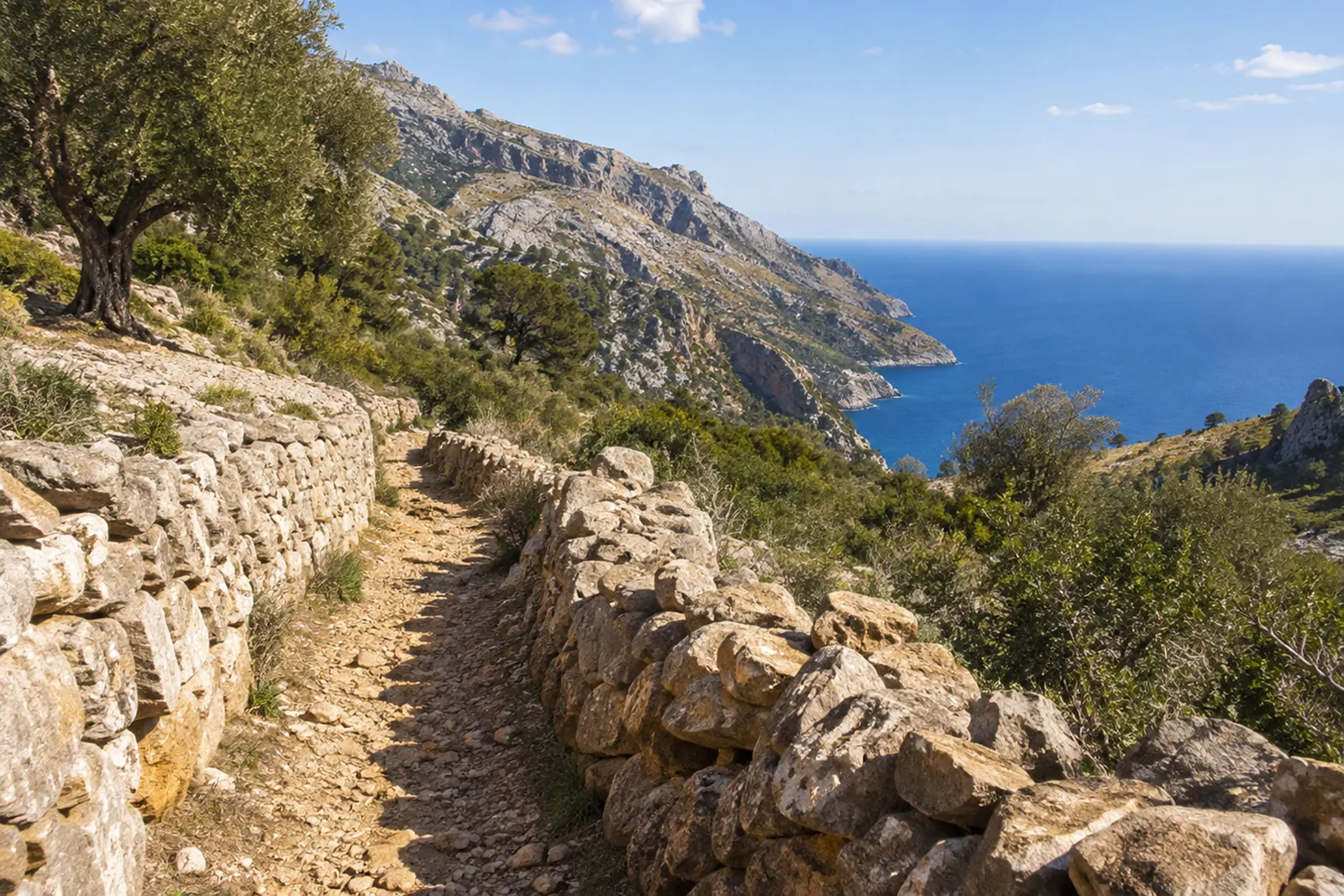 Ein schmaler Trockenmauerweg führt an der Westküste der Serra de Tramuntana hoch über dem Meer entlang, links ein Olivenbaum, rechts eine Steilküste. (mit künstlicher Intelligenz erzeugte Abbildung)