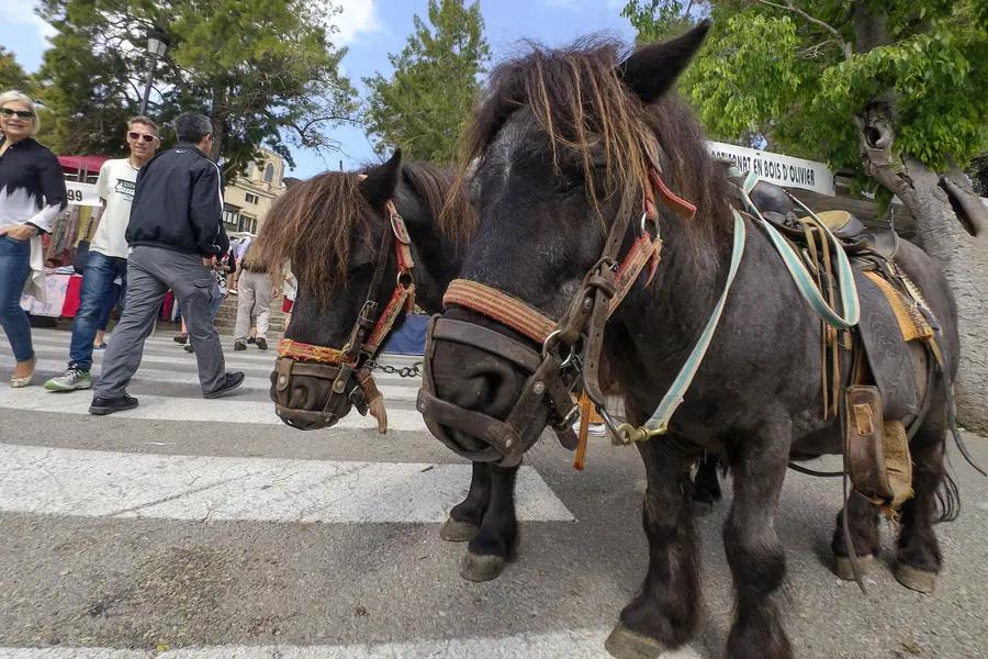 Zwei kleine dunkle Ponys mit Geschirr auf dem Viehmarkt von Sineu, im Hintergrund Besucher.